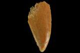 Serrated, Raptor Tooth - Real Dinosaur Tooth #176174-1